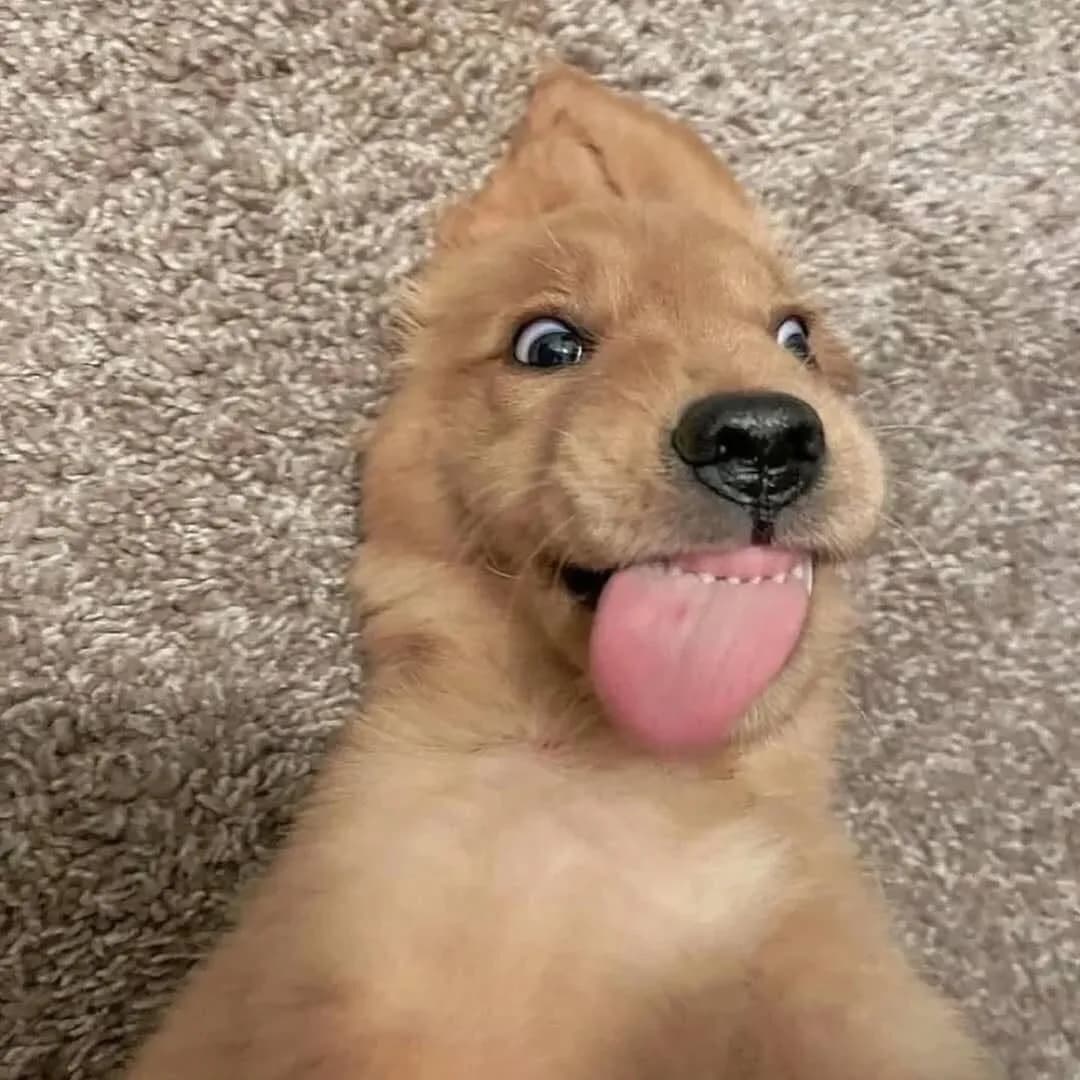 Adorable 🥰 

.
.
.
Follow me: ➡ @goldenretrievers_lovers_ For More 😉 . . . .
#goldenretriever #goldenretrievers #goldenretrieverpuppy #goldenretrieversofinstagram #goldenretrieverlove #goldenretrieverlovers #goldenretrieversworld #goldenretrieverworld #goldenretrievertoday #goldenretrieverpuppies #goldenretrieverofinstagram #goldenretrieverlover #goldenretrieversofig #goldenretrieverphotos #goldenretriever360 #goldenretrieverslovex #goldenretriever_pictures #goldenretrievershirt #goldenretrieversarethebest #goldenretrieverproblems #goldenretrieveroninstagram #goldenretrievermix #goldenretrieverpuppys #goldenretrieverph #goldenretrievergram