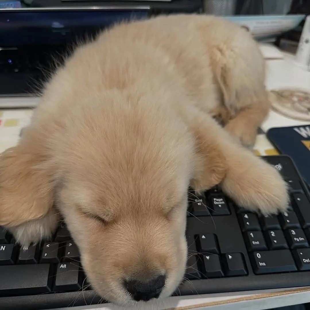 🐶❤️
.
.
.
Follow me: ➡ @goldenretrievers_lovers_ For More 😉 . . . .
#goldenretriever #goldenretrievers #goldenretrieverpuppy #goldenretrieversofinstagram #goldenretrieverlove #goldenretrieverlovers #goldenretrieversworld #goldenretrieverworld #goldenretrievertoday #goldenretrieverpuppies #goldenretrieverofinstagram #goldenretrieverlover #goldenretrieversofig #goldenretrieverphotos #goldenretriever360 #goldenretrieverslovex #goldenretriever_pictures #goldenretrievershirt #goldenretrieversarethebest #goldenretrieverproblems #goldenretrieveroninstagram #goldenretrievermix #goldenretrieverpuppys #goldenretrieverph #goldenretrievergram