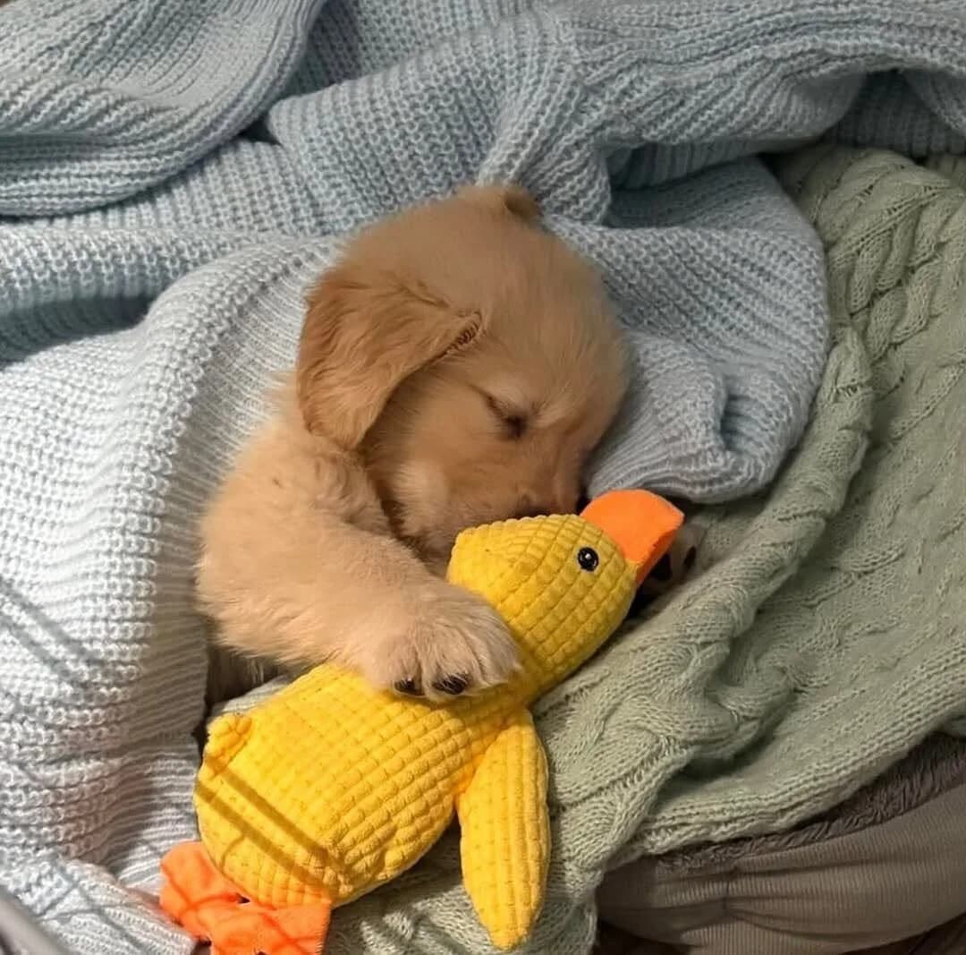 💤💤💤
.
.
.
Follow me: ➡ @goldenretrievers_lovers_ For More 😉 . . . .
#goldenretriever #goldenretrievers #goldenretrieverpuppy #goldenretrieversofinstagram #goldenretrieverlove #goldenretrieverlovers #goldenretrieversworld #goldenretrieverworld #goldenretrievertoday #goldenretrieverpuppies #goldenretrieverofinstagram #goldenretrieverlover #goldenretrieversofig #goldenretrieverphotos #goldenretriever360 #goldenretrieverslovex #goldenretriever_pictures #goldenretrievershirt #goldenretrieversarethebest #goldenretrieverproblems #goldenretrieveroninstagram #goldenretrievermix #goldenretrieverpuppys #goldenretrieverph #goldenretrievergram
