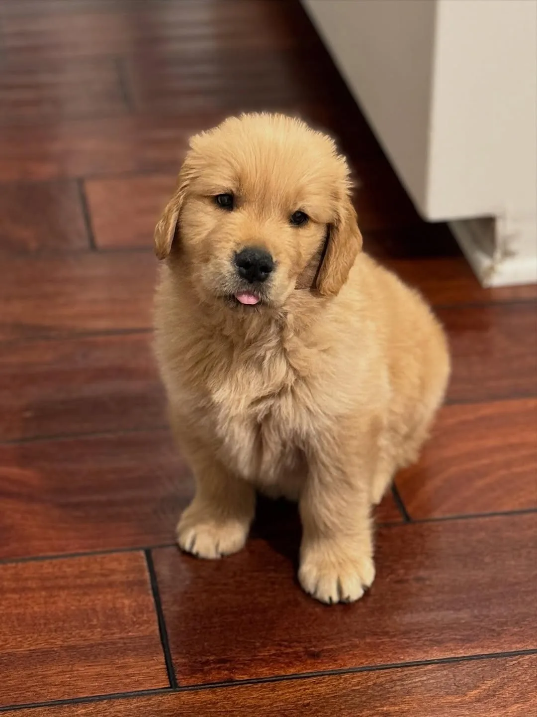 if my name wasn’t Butter, what would you name me? 😛
.
.
.
Follow me: ➡ @goldenretrievers_lovers_ For More 😉 . . . .
#goldenretriever #goldenretrievers #goldenretrieverpuppy #goldenretrieversofinstagram #goldenretrieverlove #goldenretrieverlovers #goldenretrieversworld #goldenretrieverworld #goldenretrievertoday #goldenretrieverpuppies #goldenretrieverofinstagram #goldenretrieverlover #goldenretrieversofig #goldenretrieverphotos #goldenretriever360 #goldenretrieverslovex #goldenretriever_pictures #goldenretrievershirt #goldenretrieversarethebest #goldenretrieverproblems #goldenretrieveroninstagram #goldenretrievermix #goldenretrieverpuppys #goldenretrieverph #goldenretrievergram